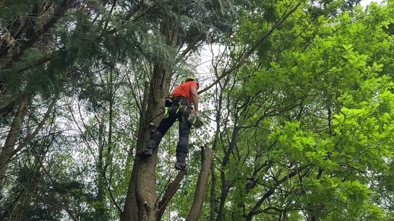 Best Emergency Tree Removal  in Hansen, ID